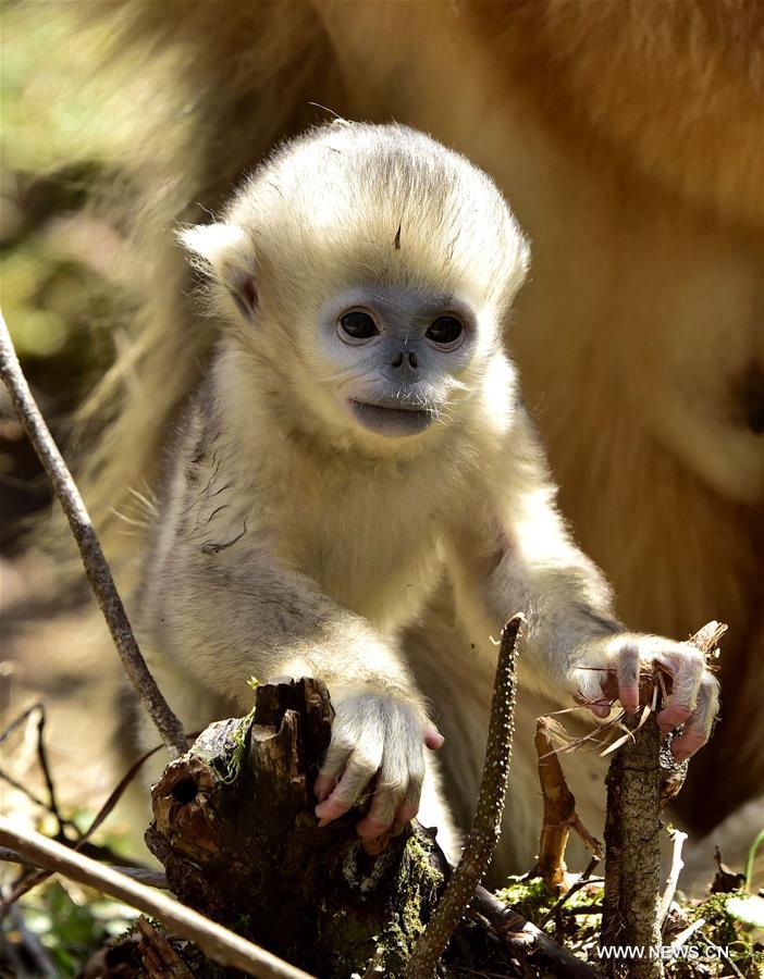 CHINA-HUBEI-SHENNONGJIA-GOLDEN MONKEY (CN)