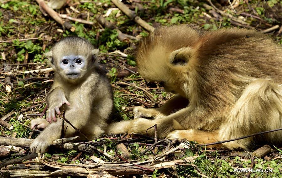 CHINA-HUBEI-SHENNONGJIA-GOLDEN MONKEY (CN)