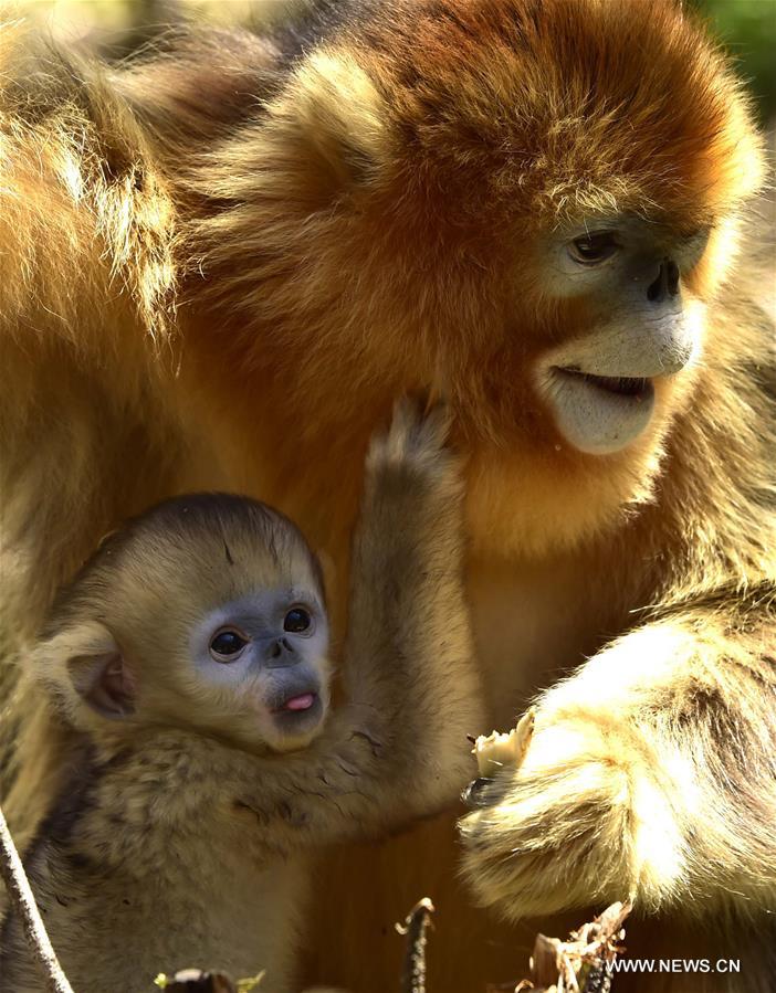 CHINA-HUBEI-SHENNONGJIA-GOLDEN MONKEY (CN)