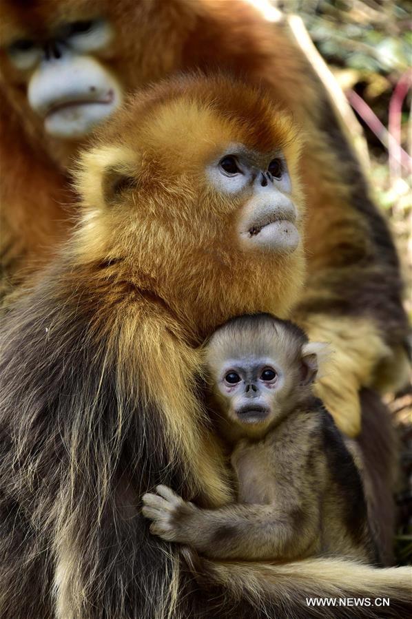 CHINA-HUBEI-SHENNONGJIA-GOLDEN MONKEY (CN)