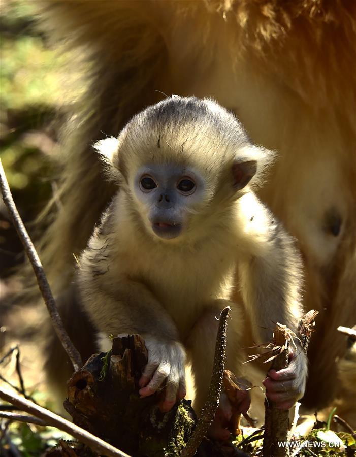 CHINA-HUBEI-SHENNONGJIA-GOLDEN MONKEY (CN)