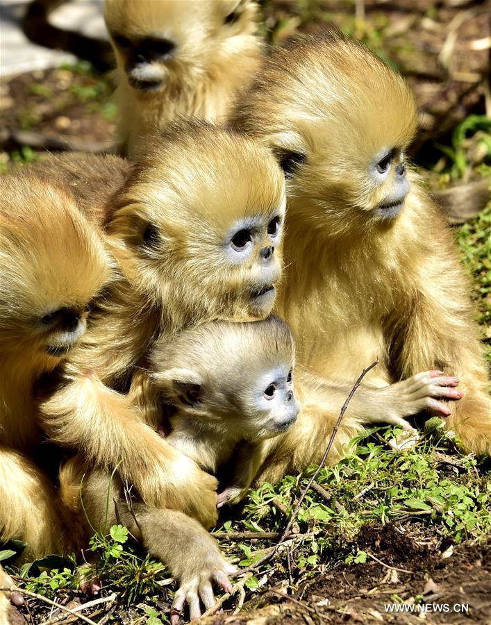 CHINA-HUBEI-SHENNONGJIA-GOLDEN MONKEY (CN)