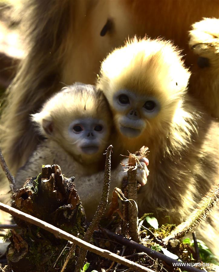 CHINA-HUBEI-SHENNONGJIA-GOLDEN MONKEY (CN)