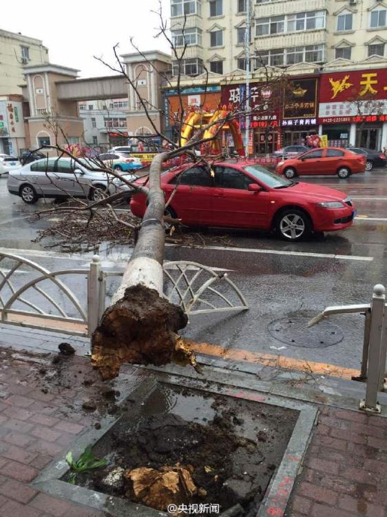 辽宁遭遇暴雨大风袭击 大树被连根拔起