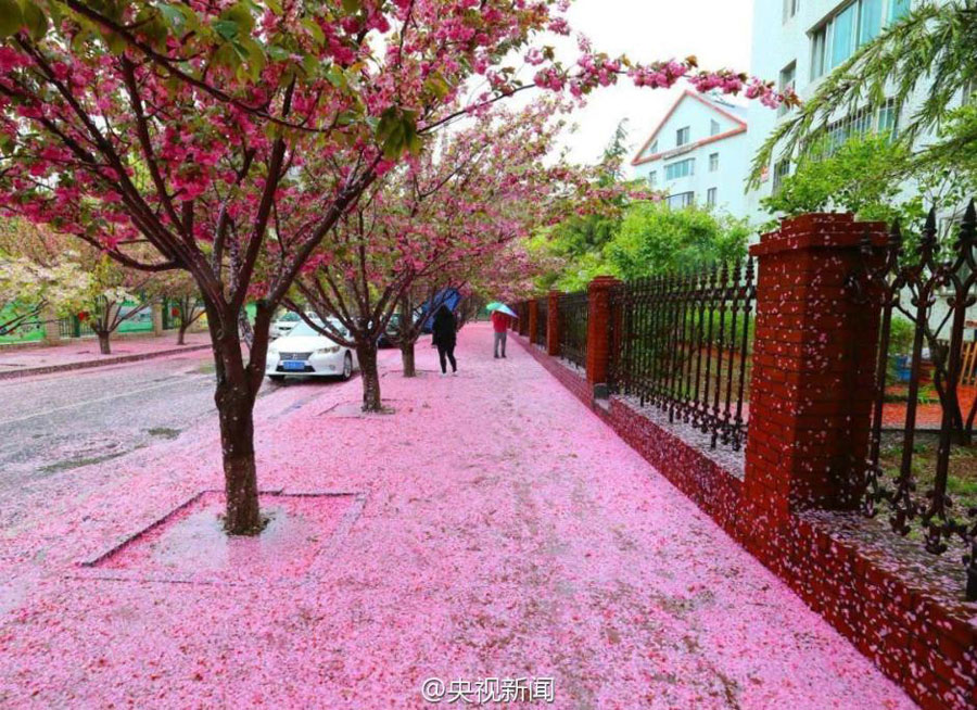 Pretty In Pink Flower Petal Snow North China People S Daily Pretty In Pink Flower Petal Snow North China People S Daily Online