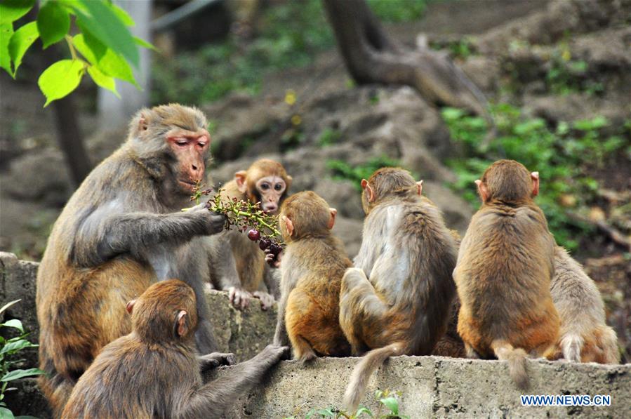 #CHINA-GUIZHOU-GUIYANG-MACAQUES(CN)