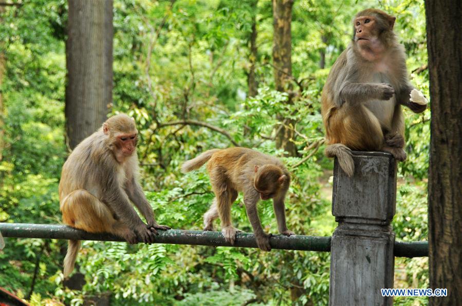 #CHINA-GUIZHOU-GUIYANG-MACAQUES(CN)