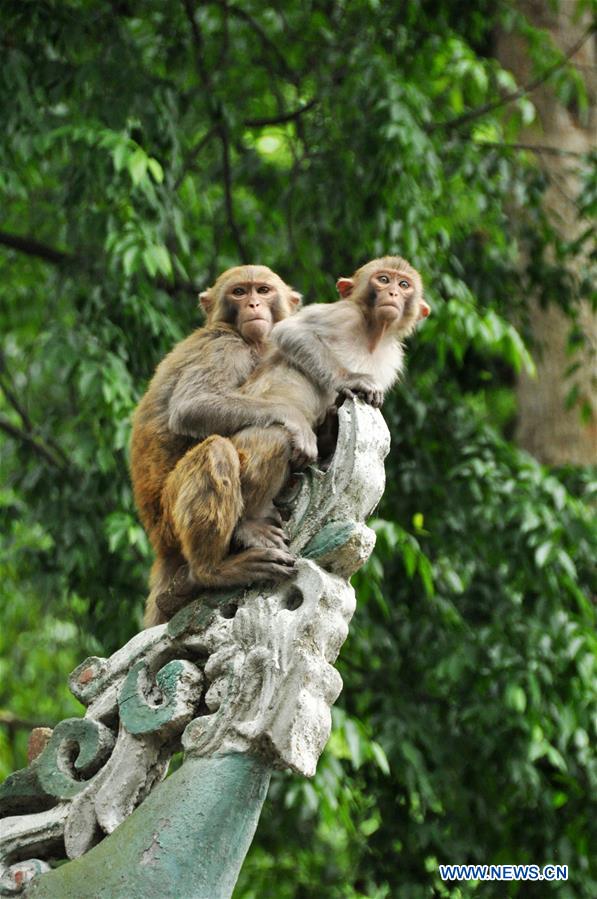 #CHINA-GUIZHOU-GUIYANG-MACAQUES(CN)