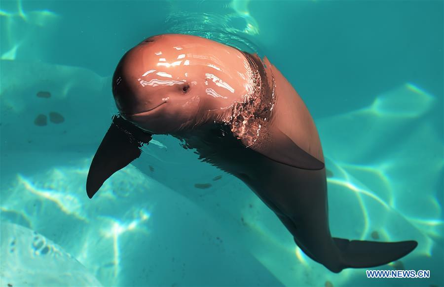 CHINA-WUHAN-FINLESS PORPOISE-PROTECTION (CN)