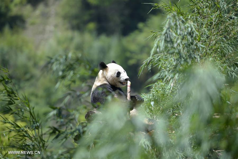 CHINA-SICHUAN-WOLONG-GIANT PANDA-RESEARCH CENTER (CN)