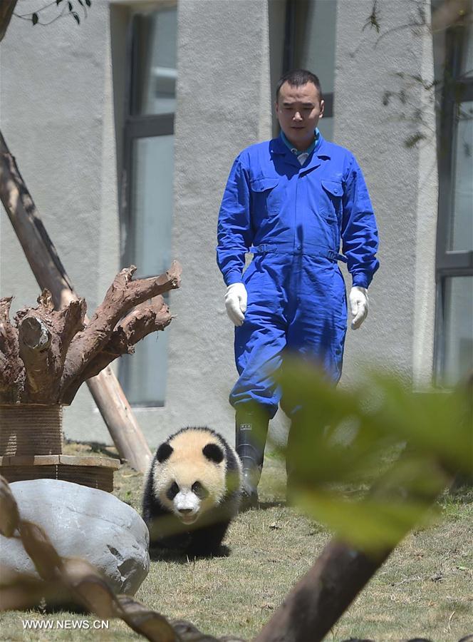 CHINA-SICHUAN-WOLONG-GIANT PANDA-RESEARCH CENTER (CN)