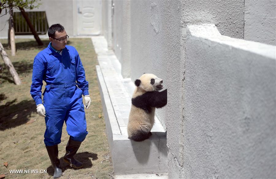 CHINA-SICHUAN-WOLONG-GIANT PANDA-RESEARCH CENTER (CN)