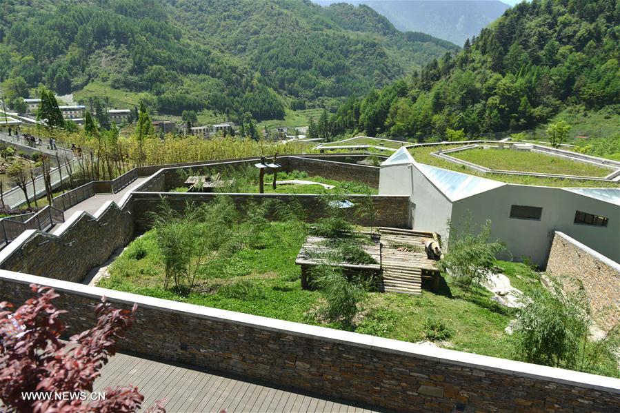 CHINA-SICHUAN-WOLONG-GIANT PANDA-RESEARCH CENTER (CN)