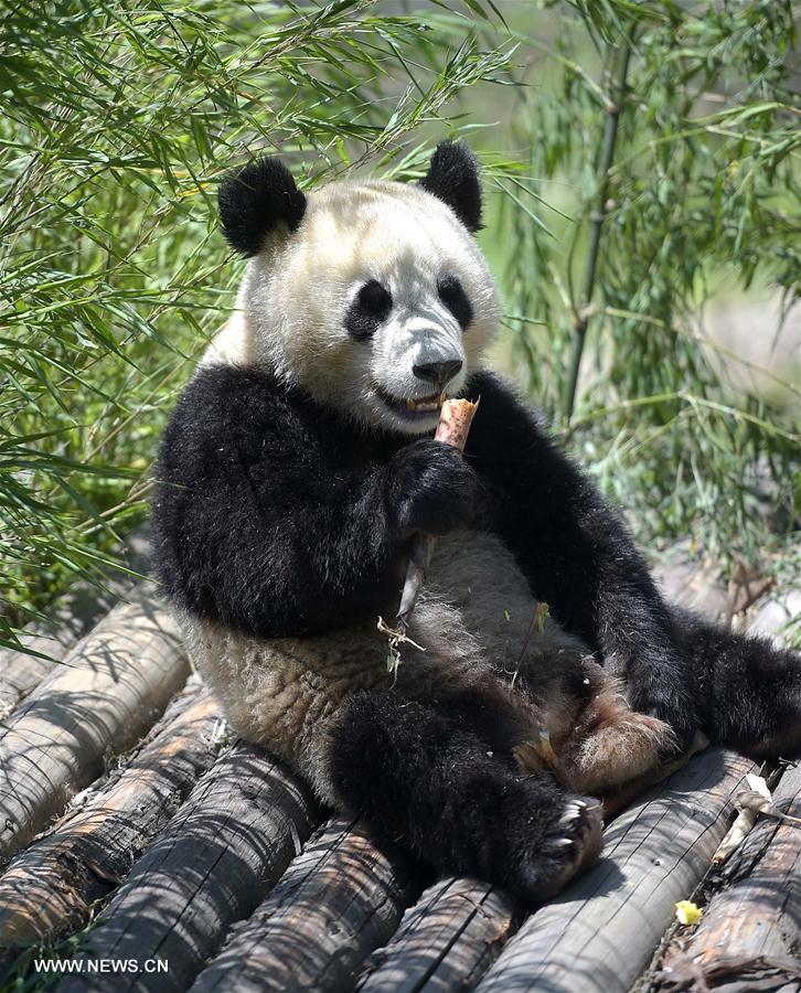 CHINA-SICHUAN-WOLONG-GIANT PANDA-RESEARCH CENTER (CN)