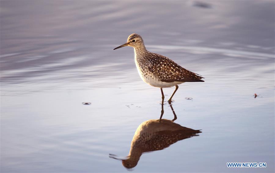 A ruff looks for food in the wet land in Liminka Bay, Finland on May 13, 2016. 