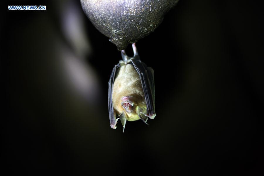 A bat is seen inside a karst cave named as 'Laogan Cave' in Weining County of southwest China's Guizhou Province, May 12, 2016. 