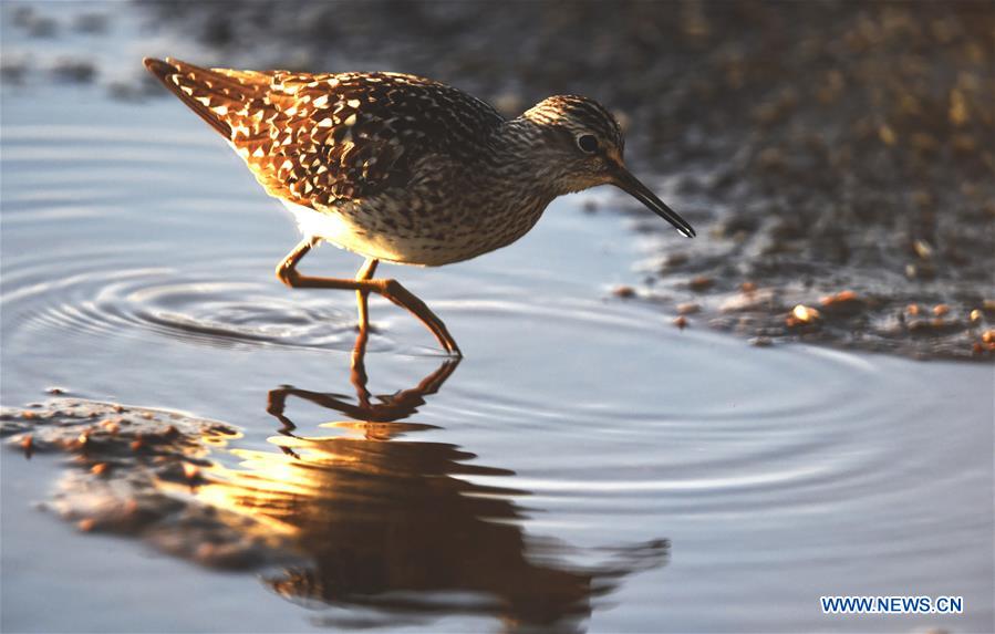 A ruff looks for food in the wet land in Liminka Bay, Finland on May 13, 2016. 