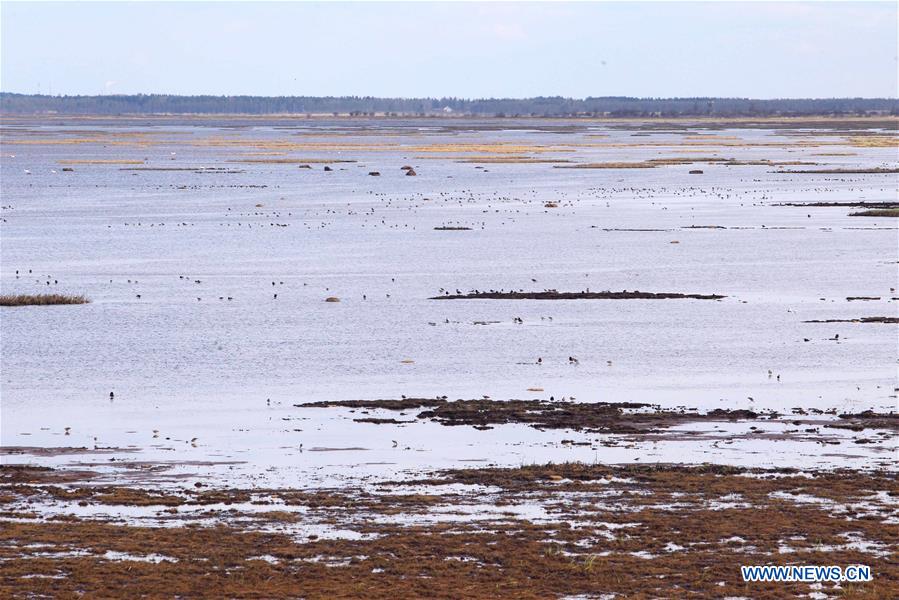 A ruff looks for food in the wet land in Liminka Bay, Finland on May 13, 2016. 