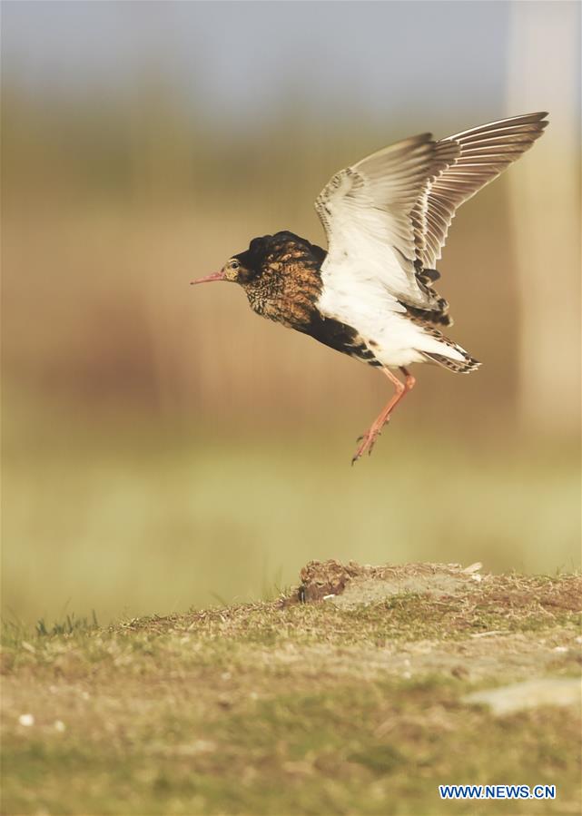 A ruff looks for food in the wet land in Liminka Bay, Finland on May 13, 2016. 