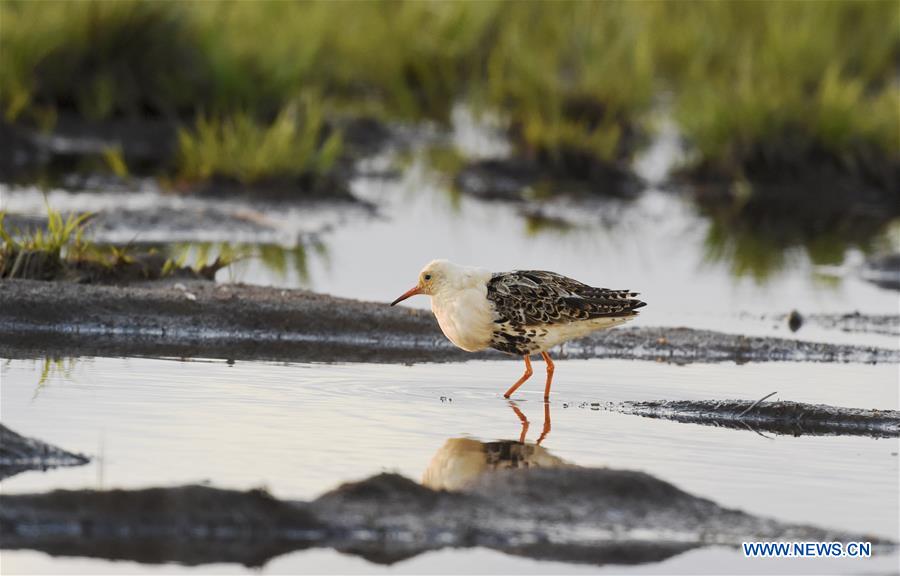 A ruff looks for food in the wet land in Liminka Bay, Finland on May 13, 2016. 