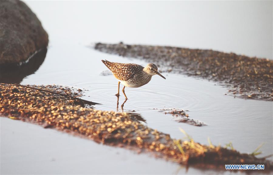 FINLAND-LIMINKA BAY-BIRD HABITAT