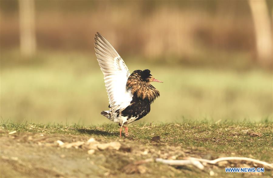 A ruff looks for food in the wet land in Liminka Bay, Finland on May 13, 2016. 