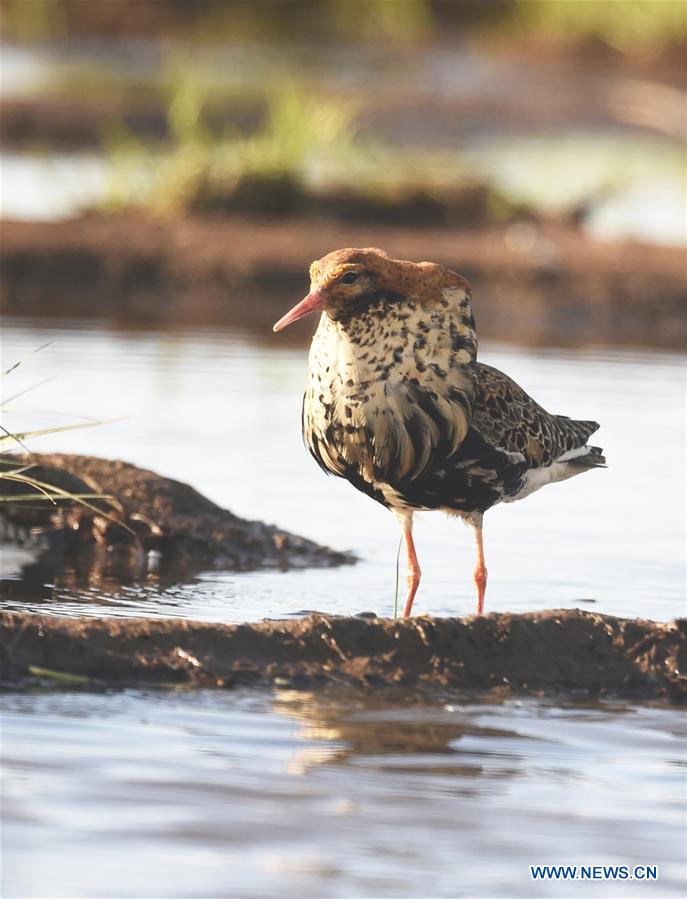 A ruff looks for food in the wet land in Liminka Bay, Finland on May 13, 2016. 