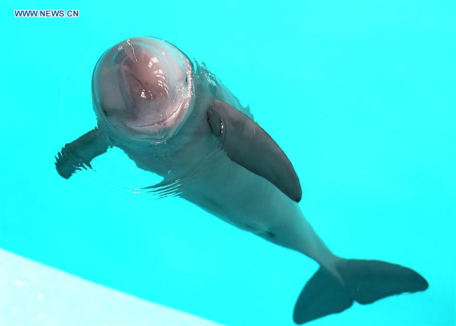 A finless porpoise swims in the Institute of Hydrobiology under Chinese Academy of Sciences, in Wuhan, central China's Hubei Province, May 10, 2016. 