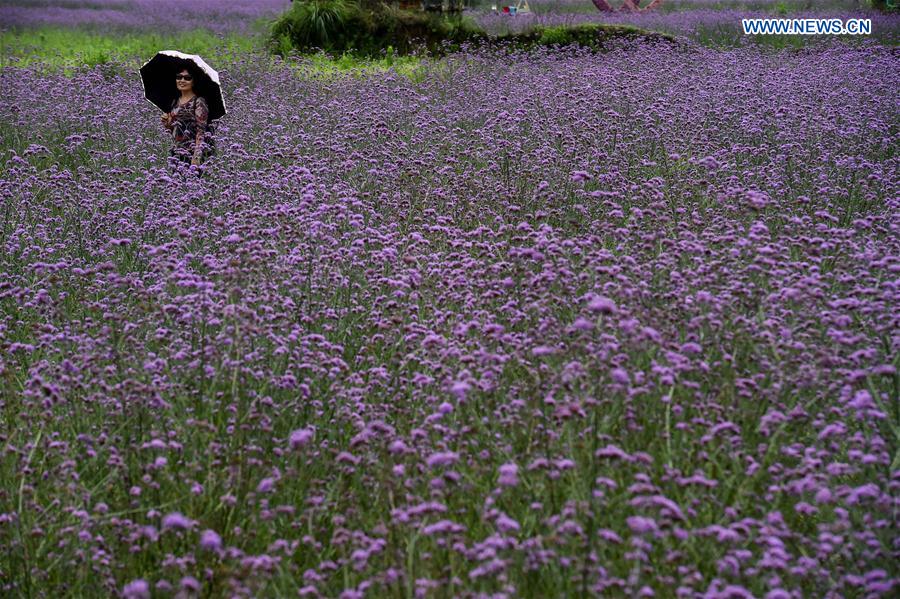 CHINA-GUIZHOU-LIBO-LAVENDER(CN)