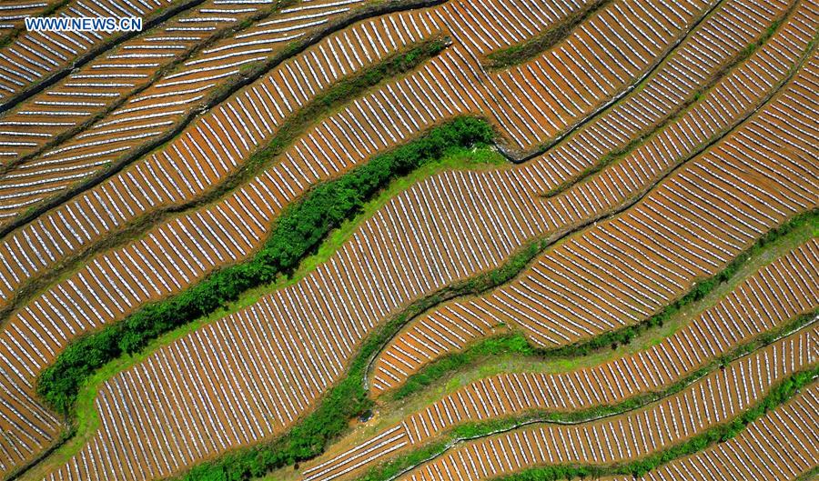 #CHINA-HUBEI-XUANEN-TERRACED FIELDS (CN)