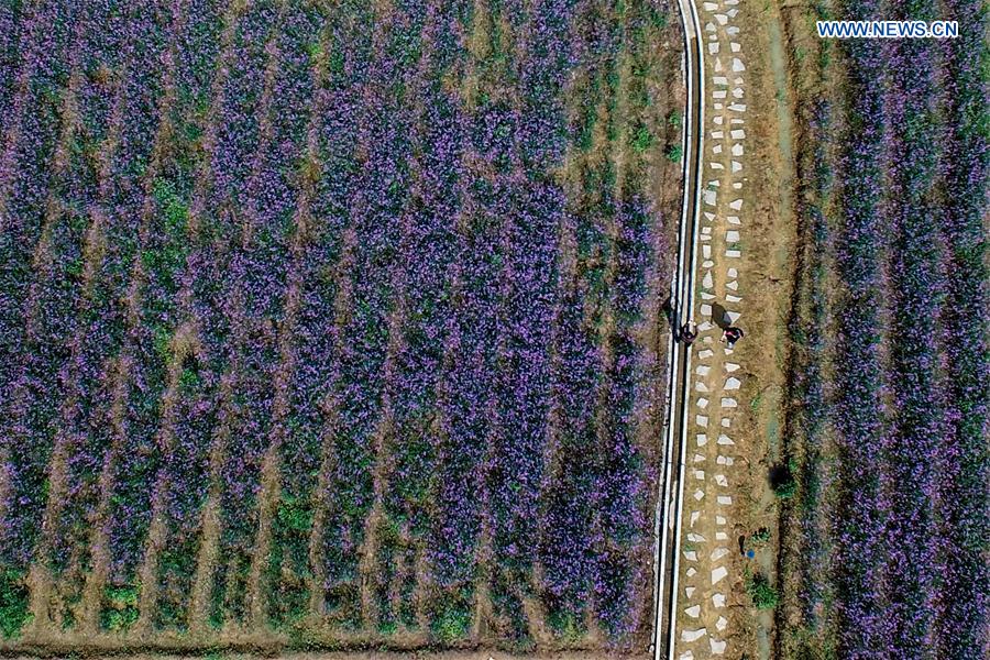 CHINA-GUIZHOU-LIBO-LAVENDER(CN)