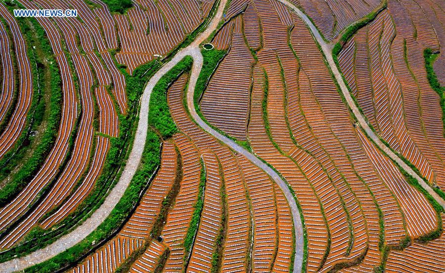 #CHINA-HUBEI-XUANEN-TERRACED FIELDS (CN)