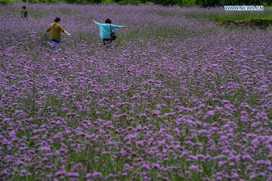 CHINA-GUIZHOU-LIBO-LAVENDER(CN)