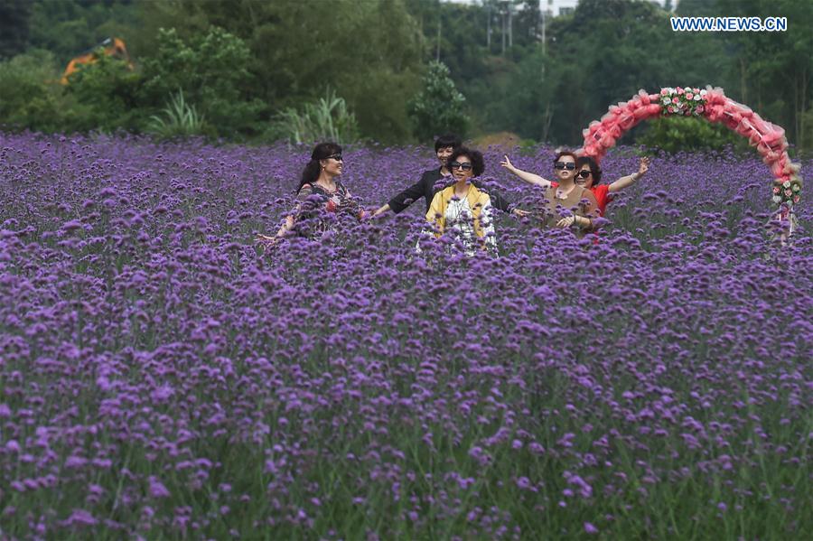 CHINA-GUIZHOU-LIBO-LAVENDER(CN)
