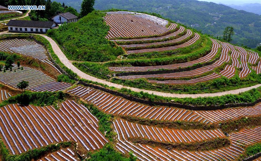 #CHINA-HUBEI-XUANEN-TERRACED FIELDS (CN)