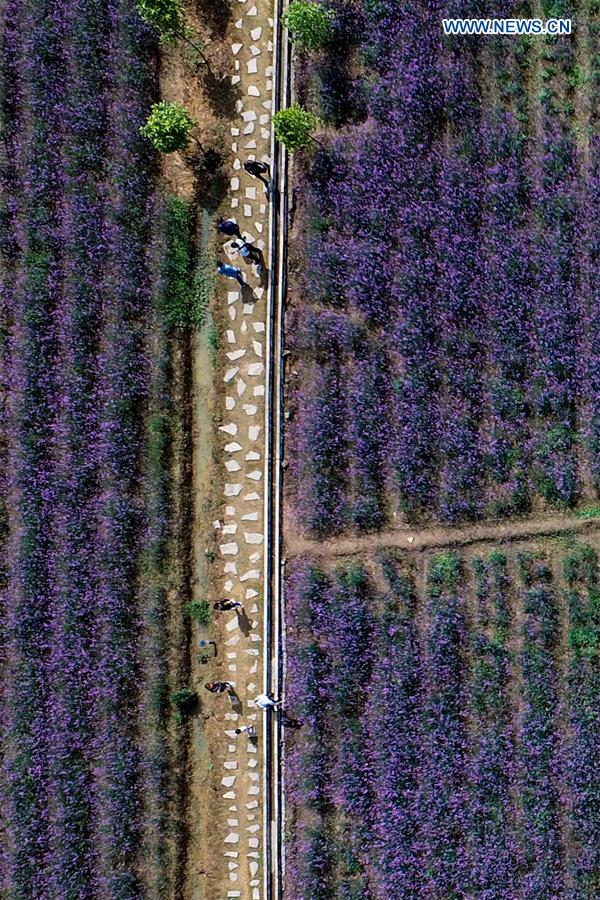 CHINA-GUIZHOU-LIBO-LAVENDER(CN)