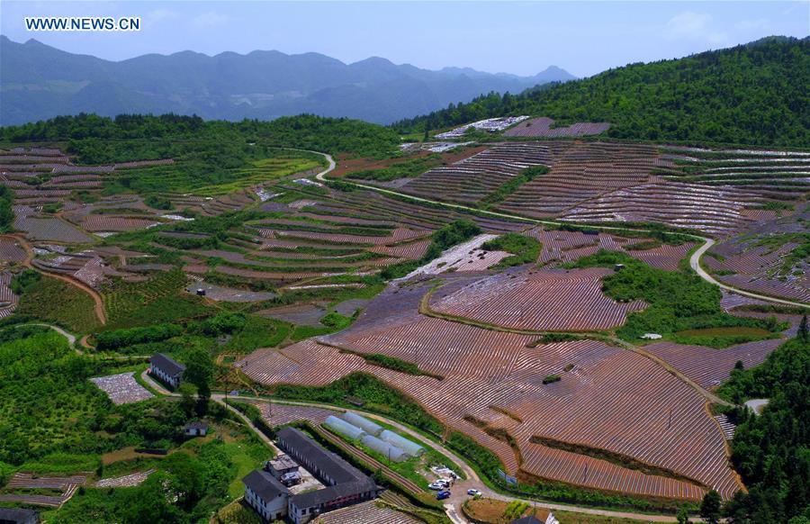 #CHINA-HUBEI-XUANEN-TERRACED FIELDS (CN)