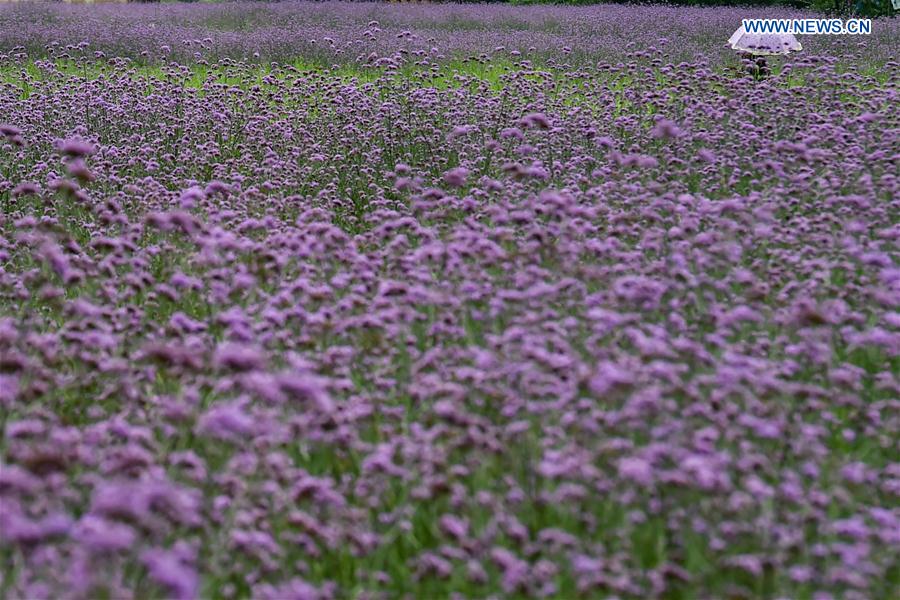 CHINA-GUIZHOU-LIBO-LAVENDER(CN)