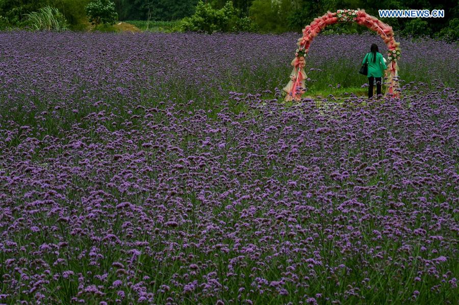 CHINA-GUIZHOU-LIBO-LAVENDER(CN)