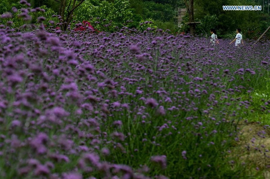 CHINA-GUIZHOU-LIBO-LAVENDER(CN)