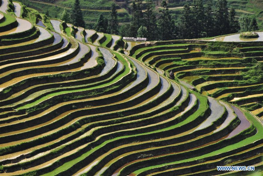 #CHINA-GUIZHOU-CONGJIANG-TERRACES (CN)