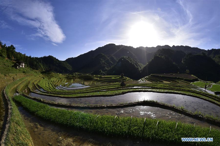 #CHINA-GUIZHOU-CONGJIANG-TERRACES (CN)