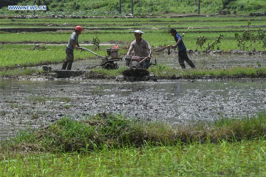 Farmers prepare for the planting of rice seedling in Baiyan Village of Limingguan Township in Libo County, southwest China's Guizhou Province, May 17, 2016. 