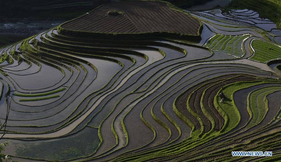 #CHINA-GUIZHOU-CONGJIANG-TERRACES (CN)