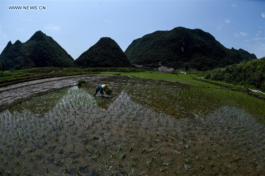 A farmer plants rice seedlings in Baiyan Village of Limingguan Township in Libo County, southwest China's Guizhou Province, May 17, 2016.