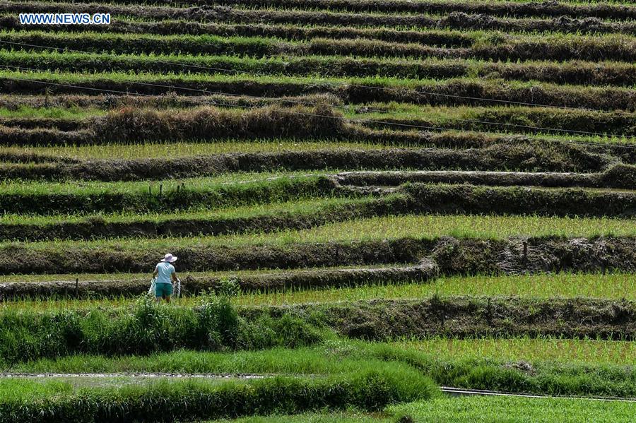 A woman prepares for the planting of rice seedling in Baiyan Village of Limingguan Township in Libo County, southwest China's Guizhou Province, May 17, 2016. 