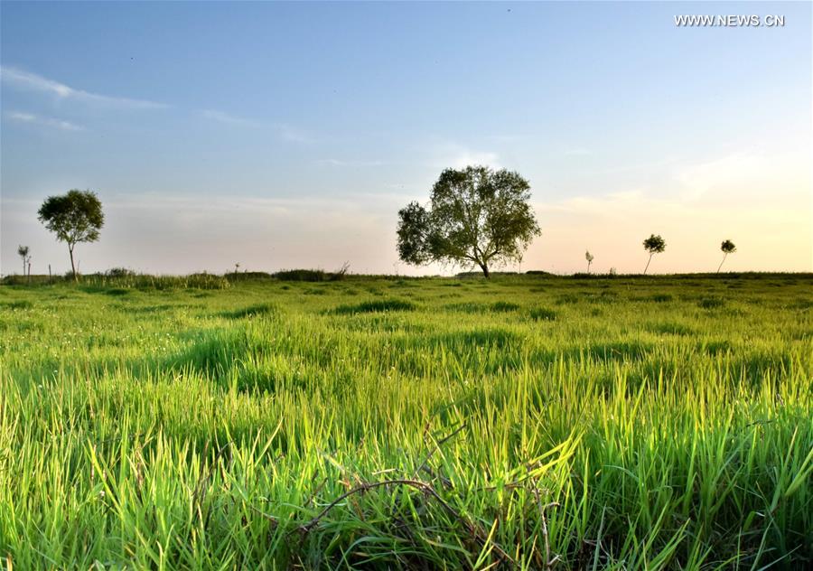 #CHINA-HENAN-ZHUMADIAN-WETLAND (CN) 