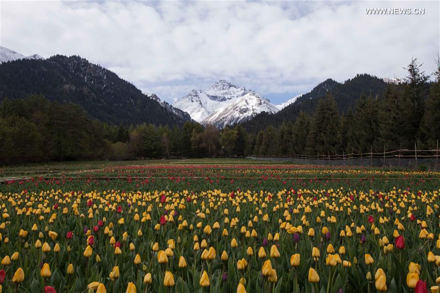 CHINA-XINJIANG-TULIP (CN)