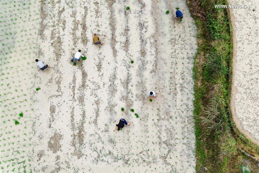 CHINA-AGRICULTURE-GRAIN FULL (CN)