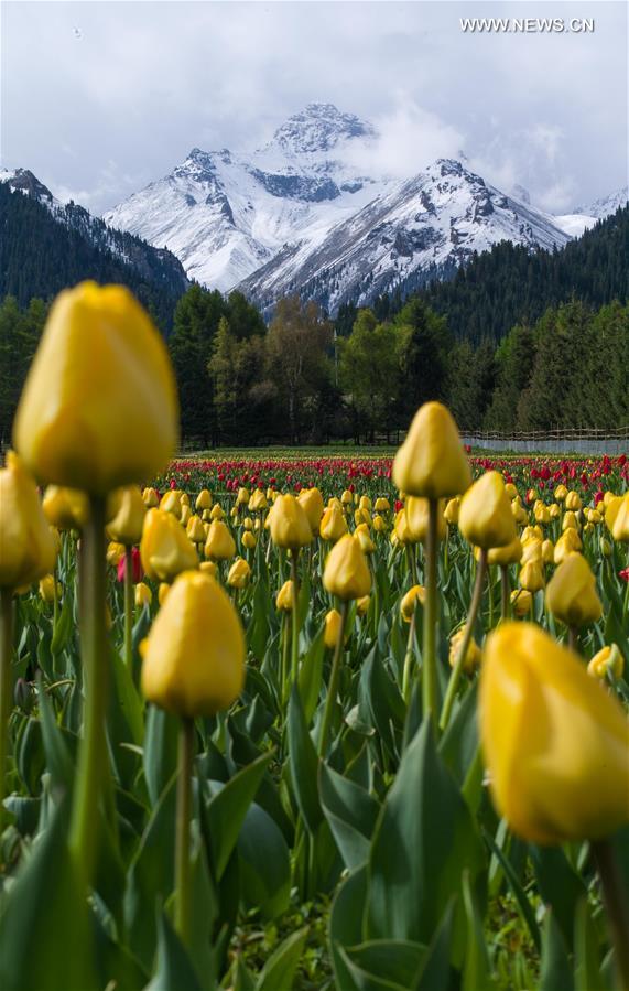 CHINA-XINJIANG-TULIP (CN)